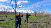 Iğdır’da çiftçilere uygulamalı meyve ağacı budama eğitimi verildi