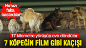 7 köpeğin film gibi kaçışı: 17 kilometre yürüyüp eve döndüler