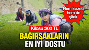 Hem lezzetli hem de şifalı: Bağırsakların en iyi dostu: Kilosu 200 TL