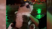 Yeşilırmak’ta kedi kurtarma operasyonu
