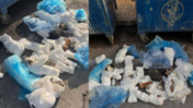 33 ölü kedi bulunmuştu: Veterinerin serbest bırakılmasına savcılık itiraz etti