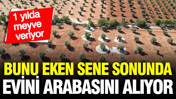 1 yılda meyve veren 3 ağaç türü: Üreticisine kısa vadede yüksek gelir sağlıyor