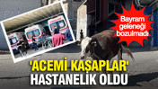 Bayram geleneği yine bozulmadı: 'Acemi Kasaplar' hastanelik oldu
