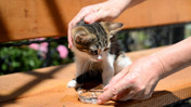 Edirne'de ağaçta mahsur kalan kedi yavrusunu itfaiye ekipleri kurtardı