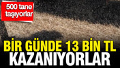 Bir günde 13 bin TL kazanıyorlar: Günde 500 tane taşıyorlar