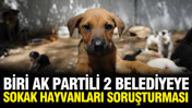 İçişleri Bakanlığı'ndan biri AK Partili 2 belediyeye sokak hayvanları soruşturması