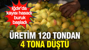 Iğdır’da kayısı hasadı buruk başladı... Üretim 120 tondan 4 tona düştü
