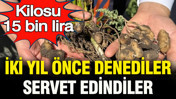 İki yıl önce ilk kez denediler, servet buldular: Kilogramı 15 bin lira