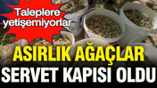 Siparişlere yetişemiyorlar: Asırlık ağaçlar servet kapısına dönüştü