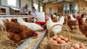 TÜİK verileri şaşırttı: Beyaz et üretiminde düşüş, yumurtada patlama