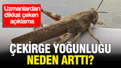 &Ccedil;ekirge yoğunluğu neden arttı? Uzmanlardan dikkat &ccedil;eken a&ccedil;ıklama