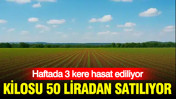 Haftada 3 kere hasat ediliyor: Kilosu 50 liradan satılıyor