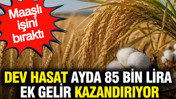 Dev hasat ayda 85 bin lira ek gelir kazandırıyor: Maaşlı işini bıraktı