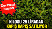 Kilosu 25 liradan kapış kapış satılıyor: Dev hasat başladı