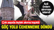 Göç yolu cehenneme döndü: İstanbul’da akımına kapılan leylekler tek tek öldü