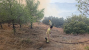 Manisa'da çıkan orman yangını kontrol altına alındı