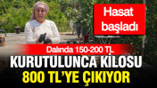Dalında 150-200 TL, kurutulunca kilosu 800 TL'ye çıkıyor: Türkiye'nin dört bir yanına gönderiliyor