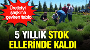 Üreticiyi şaşkına çeviren tablo: 5 yıllık stok ellerinde kaldı