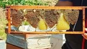 Denizli'de kovan denetiminde kalp şeklindeki petek şaşırttı