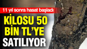 11 yıl sonra hasat başladı: Kilosu 50 bin TL’ye satılıyor