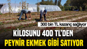 Kilosunu 400 TL’den peynir ekmek gibi satıyor: 300 bin TL kazanç sağlıyor