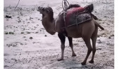 Turhal’da fuar etkinliğindeki deve görüntüleri sosyal medyada tepki topladı