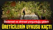 Bedensel ve zihinsel yorgunluğu giderir: Üreticilerin uykusu kaçtı: Siirtliler binbir emekle yetiştiriyor