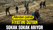 Altından pahalı: Fiyatını duyan sokak sokak arıyor