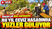 Geçen yıl don vurmuştu: Bu yıl ceviz hasadında yüzler gülüyor