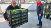 Çiftçilere can suyu: Düzce'de 2,6 milyon TL’lik fide ve tohum desteği
