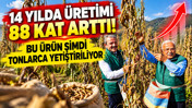14 yılda üretimi 88 kat arttı: Bu ürün şimdi tonlarca yetiştiriliyor