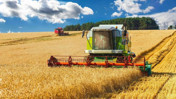 TİGEM’den 2 bin 116 ton buğday için satış kararı