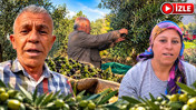 Osmaniyeli zeytin üreticisi: Geçen yıl 80 TL olan salamuralık zeytin 15 liraya geriledi