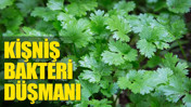 Kişniş bakteri düşmanı (08 Mart 2024)