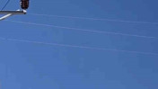 Cami üzerindeki leylek elektrik teline çarparak telef oldu