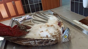 Yılan avcısı yaralı bulundu