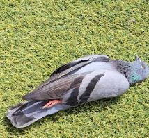 Kuşların esrarengiz ölümü... Lanet mi? - Resim: 8