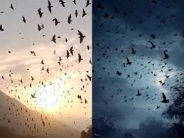 Kuşların esrarengiz ölümü... Lanet mi? - Resim: 4