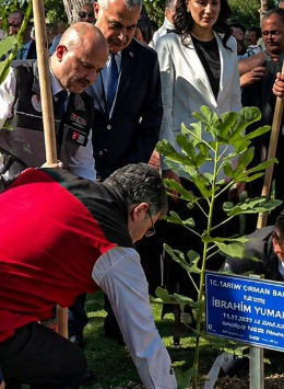 Bakan Yumaklı fidan dikimi sırasında şaşırttı: İşte böyle dikmeye çalıştı - Resim : 3