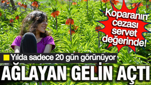 Yılda 20 gün görünen Ağlayan Gelin: Koparanın cezası servet değerinde!