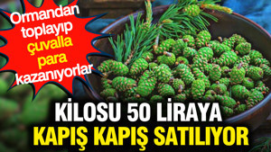 Kilosu 50 liraya kapış kapış satılıyor: Dev hasat başladı çuvalla para kazanıyorlar