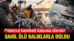Palamut bereketi kabusa döndü: Sahil ölü balıklarla doldu