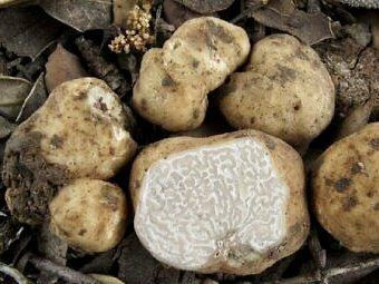 Aylık 250 bin lira kazandırıyor: Beyaz elmasın dev hasadı başladı - Resim: 1