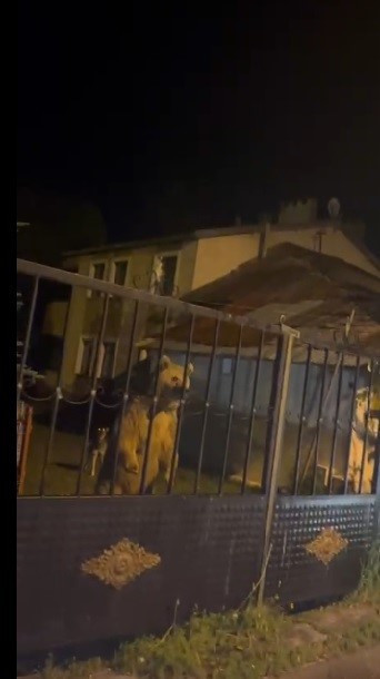 Misafir ayı ev sahiplerini el pençe kapıda böyle bekledi: Onlar dışarıda kalmayı tercih etti - Resim : 1