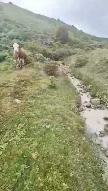 Karadeniz’in eşsiz yaylasında rant kabusu: Derelerden çamur akıyor - Resim : 3