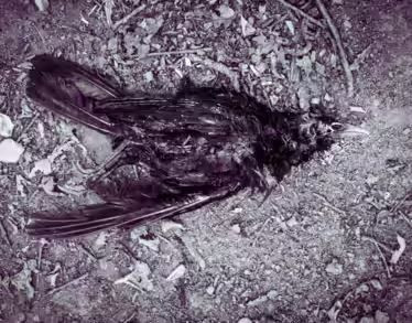 Kuşların esrarengiz ölümü... Lanet mi? - Resim: 10