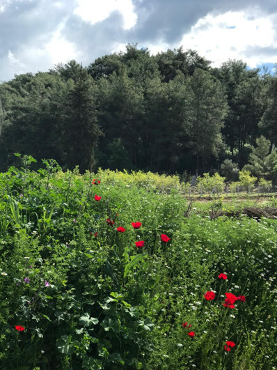 Doğa: İçimizdeki sessiz şifa - Resim : 1