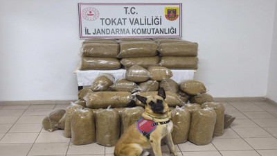 Tokat’ta kaçak tütüne düyük darbe: Tam 340 kilo yakalandı!