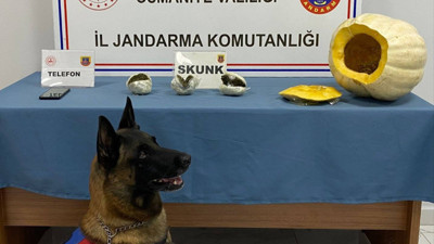 Bal kabağından uyuşturucu çıktı