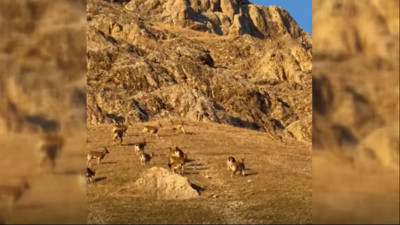 Palu Kalesi'nde dağ keçileri şöleni: Sürü halinde görüntülendi!